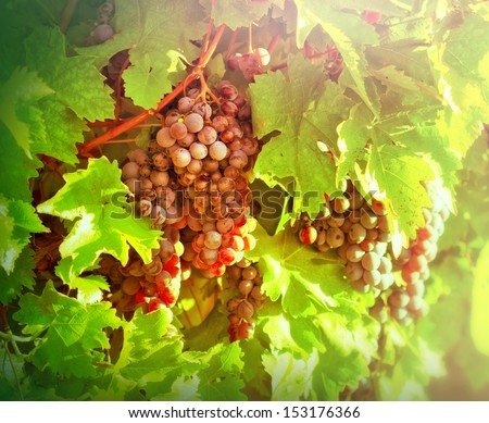 Red grapes ( purple grapes)