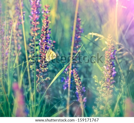 White Butterfly On Wild Flower (Purple Flower)