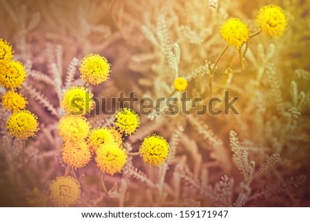 Yellow flowers in garden - meadow