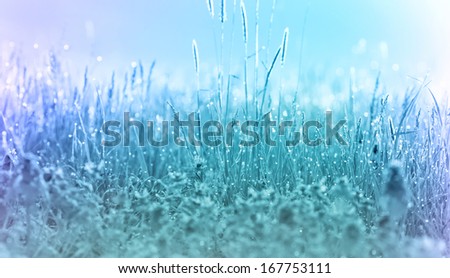 Frozen grass - frost in a meadow