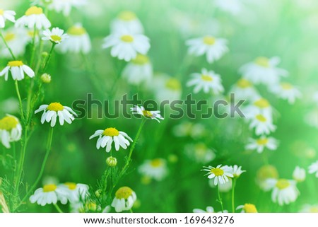 Little daisy in spring - spring daisy