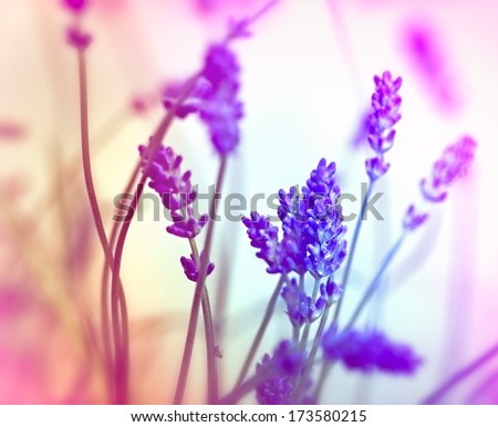 Soft focus on lavender (de focused)