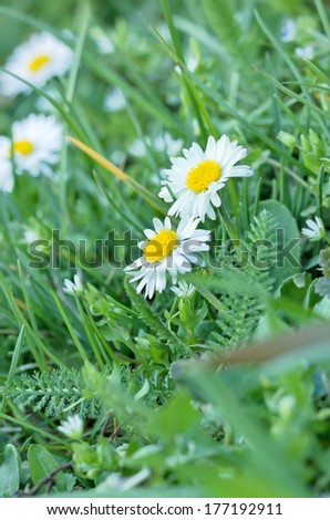 First little daisy in spring -Daisy in grass