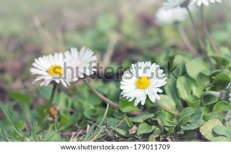 Beautiful little daisy (spring daisy) in a meadow