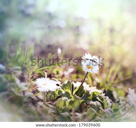Little daisy (spring daisy) in a meadow