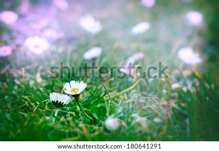 Little daisy (spring daisy)