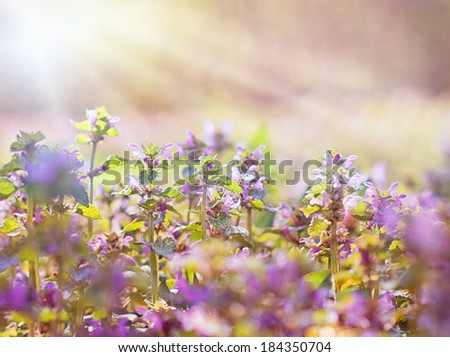 Gentle violet (purple) flowers illuminated by sunlight