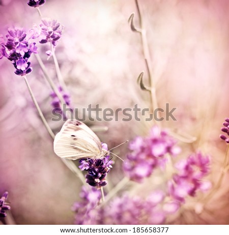 White butterfly on lavender in my flower garden