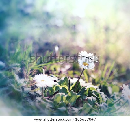 Little daisy in spring, in a meadow