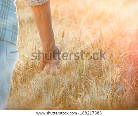 End of the day,  satisfied farmer goes with hand through wheat