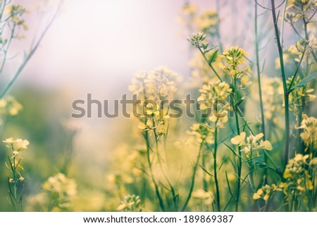Yellow flowers in a meadow - Spring in a meadow