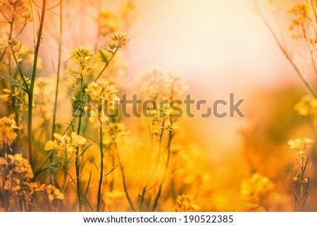 Yellow flowers - Spring in a meadow