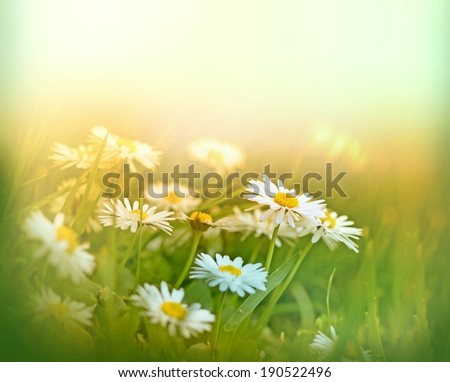 Little daisy (spring daisy) in grass