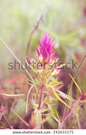 Mountain purple flower