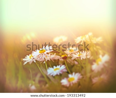 Little daisy in grass (spring daisy)