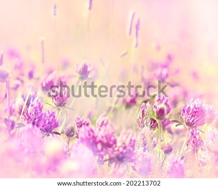 Soft focus on  red clover in flowering