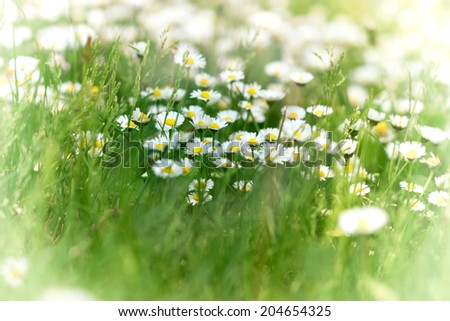Little daisy in grass