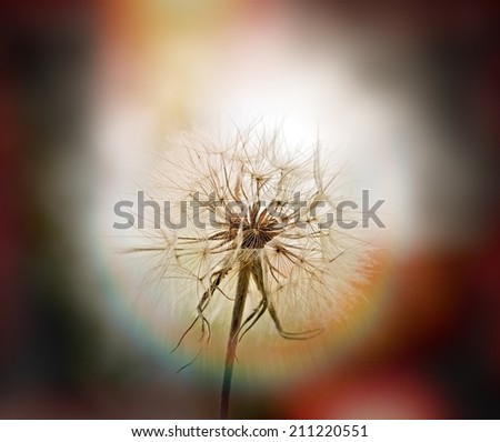 Dandelion - beautiful dandelion seeds (dandelion flower head)
