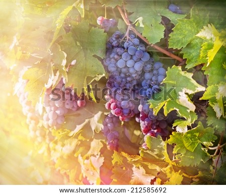 Grapes in the vineyard (sunset in the vineyard)