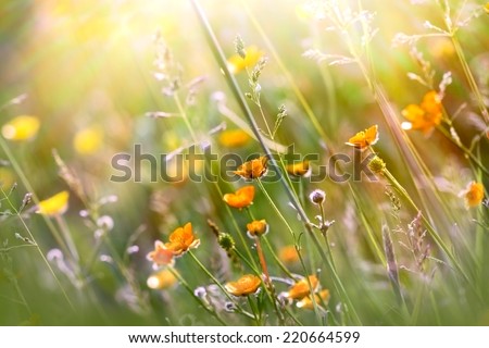 Beautiful yellow meadow flowers