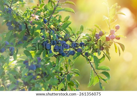 Berry fruit - forest fruit (sloe healthy fruit)