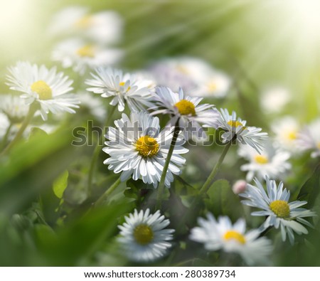 Meadow flowers - daisy flowers bathed in sunlight