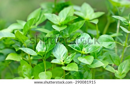Fresh Basil - fresh leaves of Basil