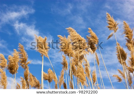 reed cane