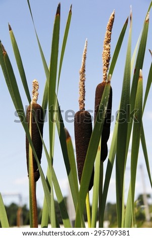 Typha latifolia or Common Bulrush marsh plant