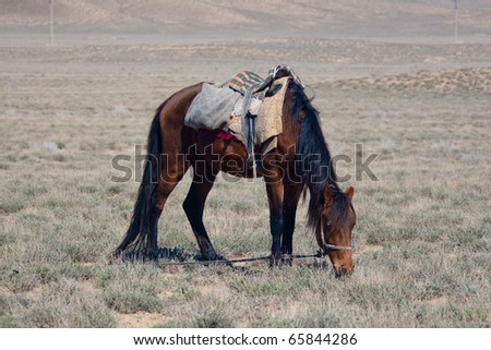 Close-up photo of the brown horse feeding in the steppe.