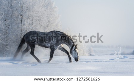 Spanish gray horse walks on freedom at winter time. Side view.