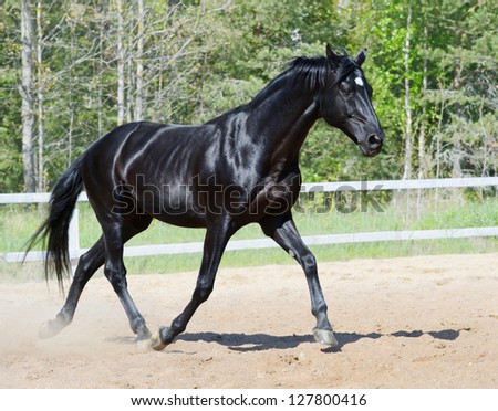 Black stallion of Russian riding breed running on manege