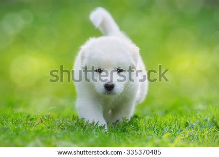 White puppy of mix breed in one and a half months old. This white mixed breed\'s parents have been a Labrador Retriever and a Samoyed Dog