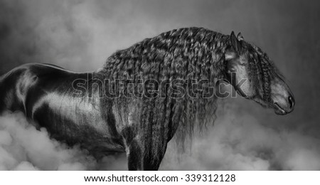 Portrait of black Frisian horse with long mane in the smoke, black and white photography