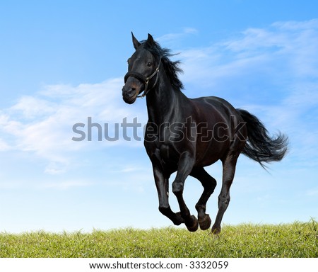 damn, now i wish i had sent this to lcke earlier Stock-photo-black-horse-3332059