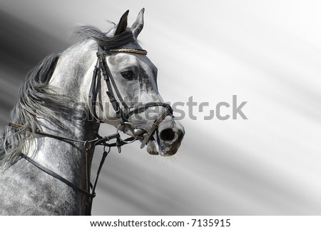 arabian horse wallpaper. Dapple+grey+arabian+horse