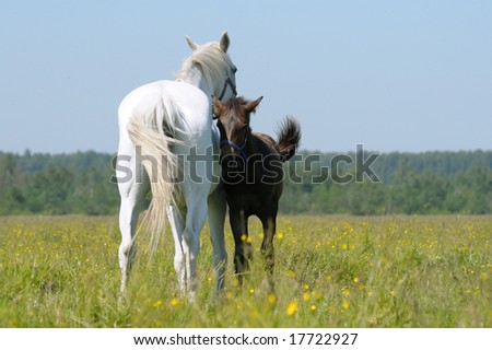 gray mare and foal in field