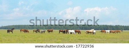 small horse herd in a field