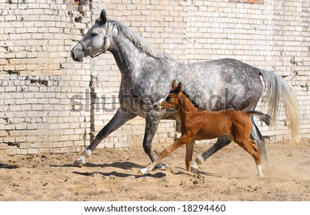 dapple-gray mare and bay foal