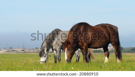 Dapple-gray mare and cheshnut mare