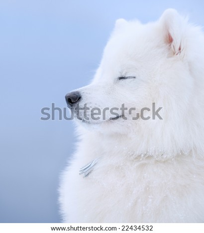 samoyed dog - Juvenile Champion of Russia
