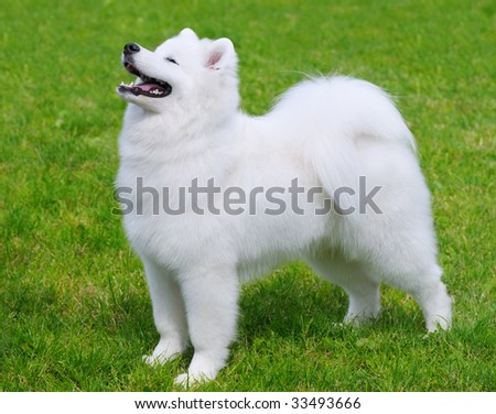 Samoyed dog - puppy in field
