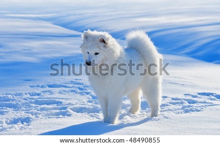 Puppies And Snow. Samoyed+puppies+in+snow