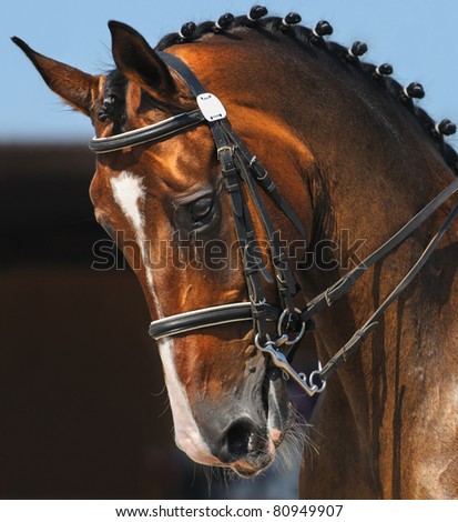 Dressage: portrait of bay horse on nature background - stock photo