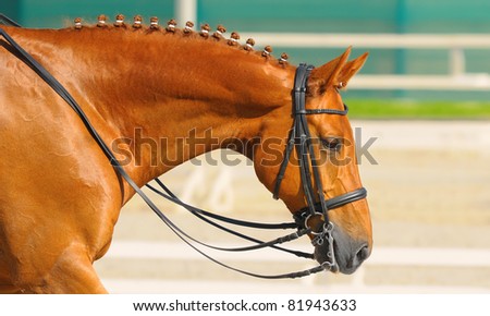 Equestrian sport - dressage / head of sorrel horse