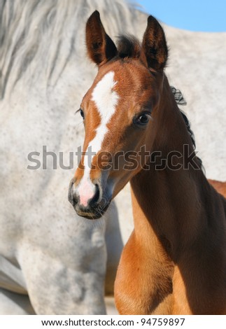Bay foal on background of gray mare
