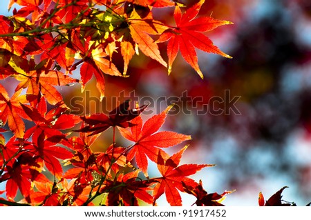 Beautiful autumn maple leaves background