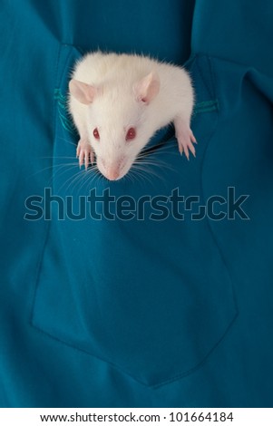 small white rat in a shirt pocket