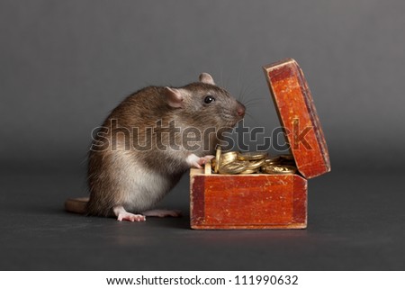 domestic rat with an old box of money