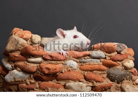 white rat in a small stone fortress